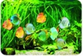 Luftentfeuchter für Aquaristik - Terraristik