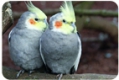 Luftentfeuchter für die Vogelzucht - Vogelhaltung
