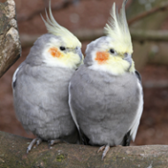 Luftentfeuchter in der Vogelzucht und Vogelhaltung